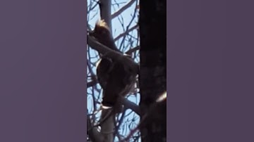 Ruffed Grouse in a Tree #shorts #short #grouse #hunting #outdoors #Alberta #shortvideo #shortsvideo