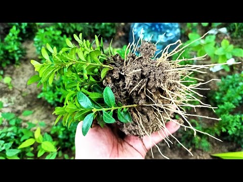 Видео: Вретено дърво вечнозелено ли е?