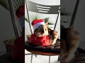 новорічний творчий марафон на Майстерках стартує сьогодні ✨🎄