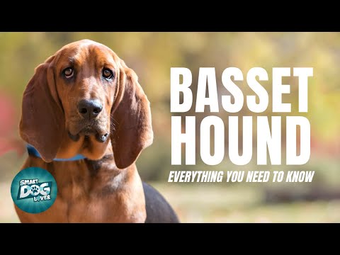 วีดีโอ: สุนัขสายพันธุ์ใหม่สุดเทรนดี้ Treat Basset Hounds Go Nuts For