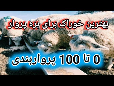 بره پروار خوراک بره پروار تغذیه بره پروار اصول پرواربندی