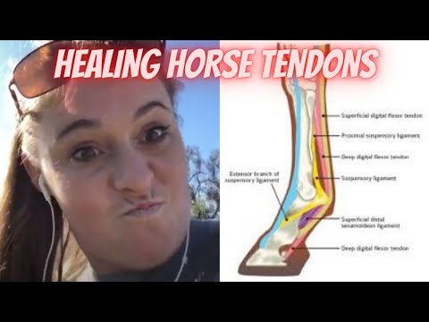 Video: Prednosti uporabe Rehab ali Lay Up Facility za vaš poškodovani konj
