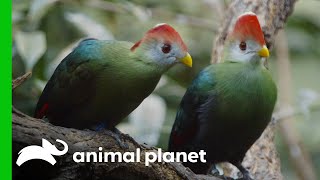 The Bronx Zoo's First Red-Crested Turaco Hatching in 30 Years!  | The Zoo