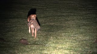 Persona australiana Mierda aguja Lurcher pup wanted - Lurchers & Running Dogs - The Hunting Life