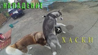 Драка Собак| Dog Fight|Siberian Husky Vlog Драка Собак| Dog Fight|Siberian Husky Vlog