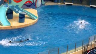 Dolphin dance ( at ocean park,hk) -