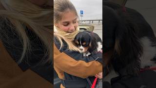 🐶🎀 Девочка ККЧС (Оксана Тупицина) улетела жить в Псков ✈️ Авиа доставка Екатеринбург-Псков