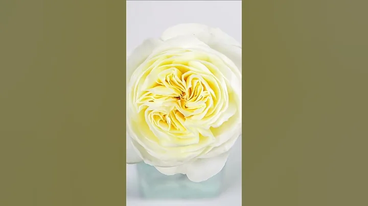 Leonora, the epitome of classic elegance #rosaprim...