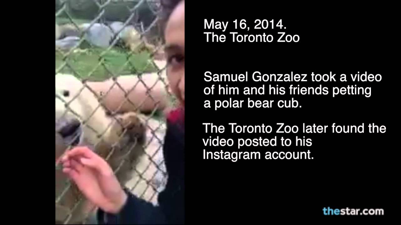 Teens pet polar bear cub at the Toronto Zoo.