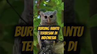 Inilah Burung Hantu Terbesar di Indonesia!