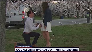 Couple gets engaged at Tidal Basin with cherry blossoms in peak bloom | FOX 5 DC