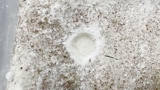 Impact Craters Lab Demo