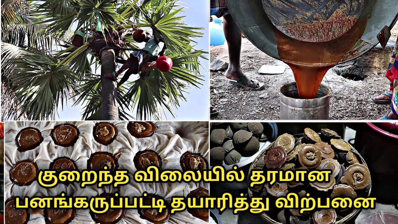 குறைந்த விலையில் தரமான பனங்கருப்பட்டி || how to make palm jaggery in tamil || panai vellam