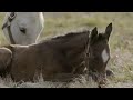Octave and her Frosted filly at Jonabell Farm