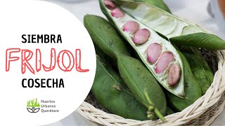 FRIJOLES 🫘 SIEMBRA y COSECHA en MACETA FRIJOLES 🫘 SIEMBRA y COSECHA en MACETA