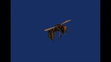 Neverwinter nights 2 Giant Wasp