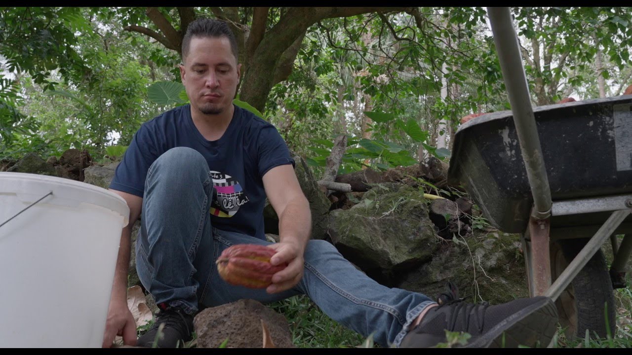 Loca Terre, Franck Morel, le cacao