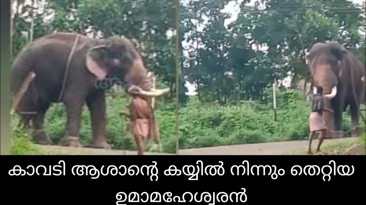 ശാന്തനായിരുന്ന ഉമാമഹേശ്വരൻ എന്തുകൊണ്ടാണ് ഈ വർഷം പലതവണ ഇടഞ്ഞത് | Elephant attack compilation kerala