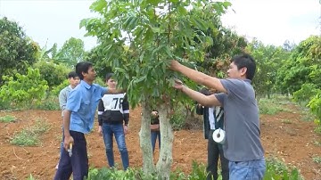 Tin Tức 24h: Sơn La đẩy mạnh chuyển đổi cơ cấu cây trồng, vật nuôi