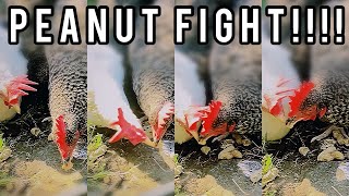 chickens eating peanuts 🥜🐓