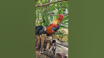 gà rừng mã vàng siêu đẹp.qaib qus daj zoo nkauj