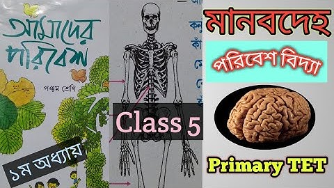 Environmental studies for class 5 ।। আমাদের পরিবেশ।। পঞ্চম শ্রেণী।। Primary tet