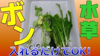 【水草導入】ボンッと入れるだけでいいんだぜ！それが俺流。【ふぶきテトラ】