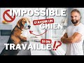 Impossible davoir un chien si on travaille 