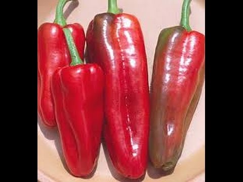Video: Worden marconi-paprika's rood?