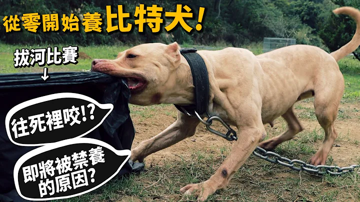 【從零開始養】比特犬!比特犬拔河!咬合驚人!咬住不放!即將被禁養的原因?被咬如何自保?【許伯簡芝】pit bull - 天天要聞