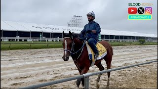 Mystik Dan Puts in Strong Gallop 3 Days Ahead of 2024 Preakness Stakes