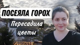 Сад и огород: Пересадка первых цветов и посев семян гороха | Жизнь весной в деревне май 2024