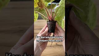 Перевалка бегонии футоенсис на фитильном поливе #houseplants #plantcare #пересадкарастений #plants