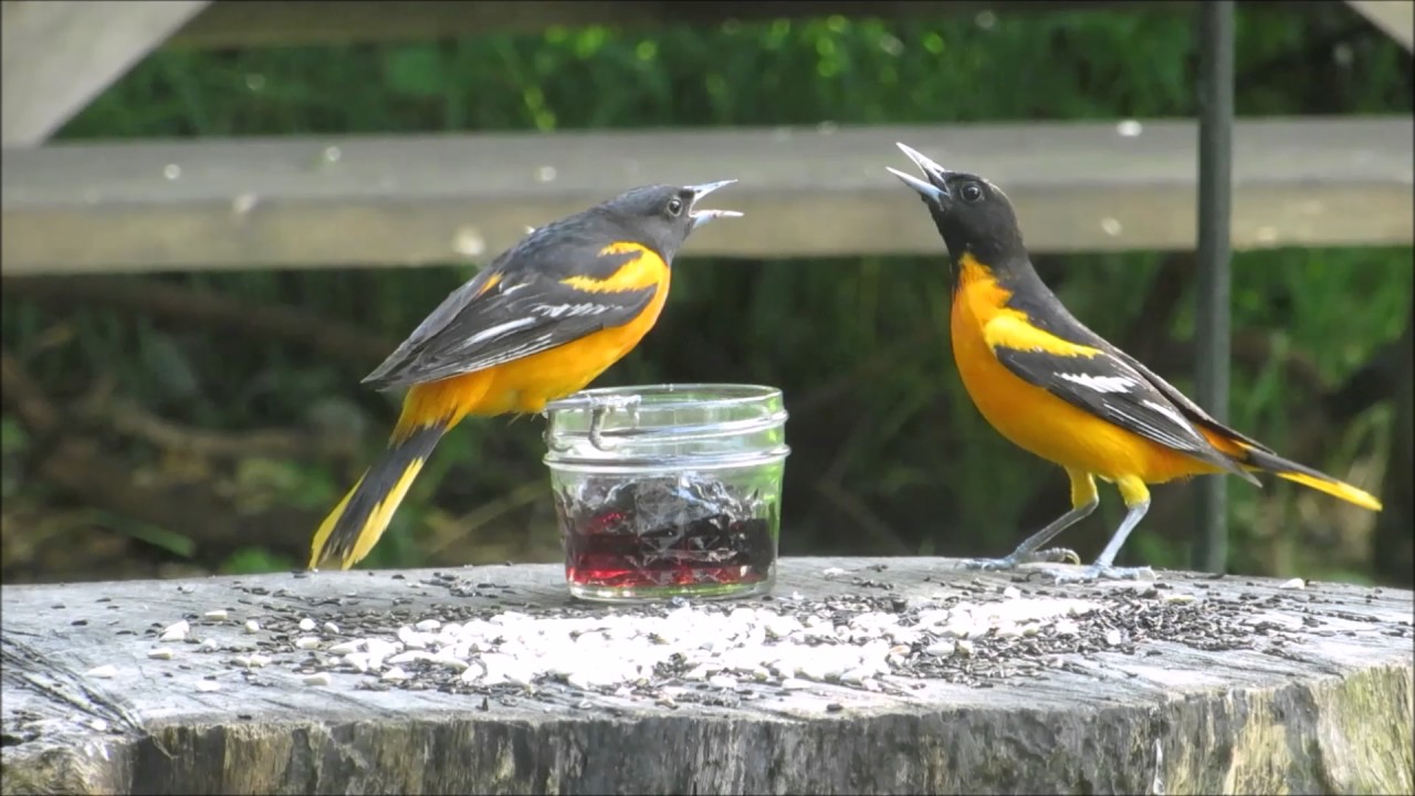 Orioles Visit The Jelly Jar Youtube