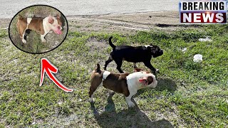 New Exotic Bully??