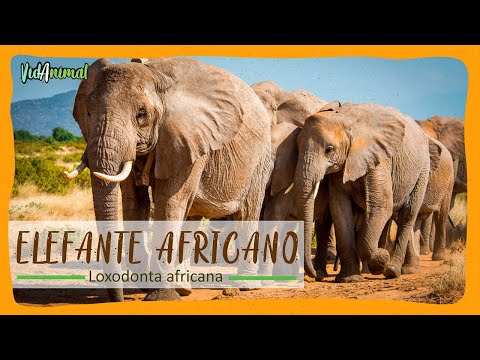 TODO sobre el ELEFANTE AFRICANO: El animal terrestre mas grande del mundo.