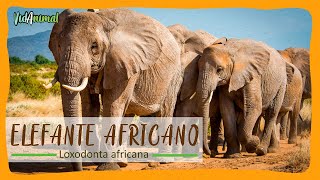 TODO sobre el ELEFANTE AFRICANO: El animal terrestre mas grande del mundo.