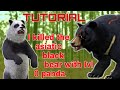 WildCraft: I Killed The Asiatic Bear With LVL 0 On SINGLE Player | How To Kill The Boss With Low Lvl