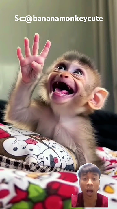 monyet ajaib 😱 #shorts #monkey #cute