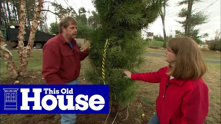 How to Transplant Mature Trees | This Old House - DayDayNews