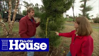 How to Transplant Mature Trees | This Old House