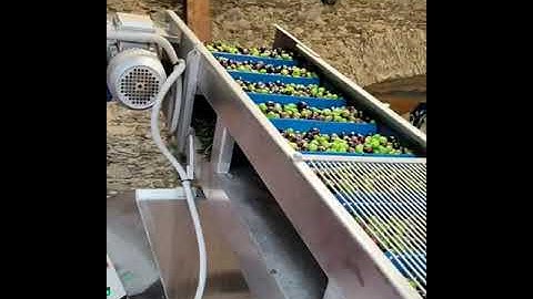 Raccolta Olive 2021 - Lavorazione Olio Fragale