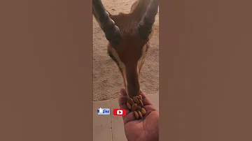 18 May 2023 GAZELLE EAT ALMOND Gazelle Gazellesulaiman غزال മ ന ह रन Youtubeshorts Animal 