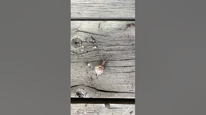 Snails Moving