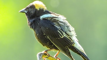Bobolink singing to me this morning.