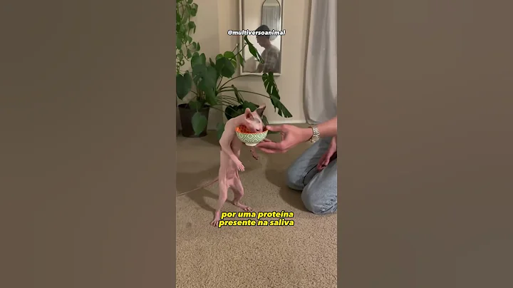 Watch the video about Curiosidades sobre a ra&ccedil;&atilde;o Sphynx. #gatosphynx #gateiras #gateiros