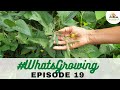 EP 19 | #WhatsGrowing in our Permaculture Jamun Bagh [September 2021]
