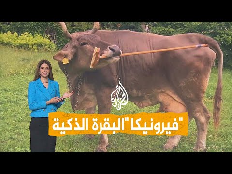 شبكات | أذكى بقرة في العالم.. "فيرونيكا" تنظف نفسها بالفرشاة