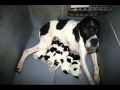 cuccioli mora Pointer puri.wmv