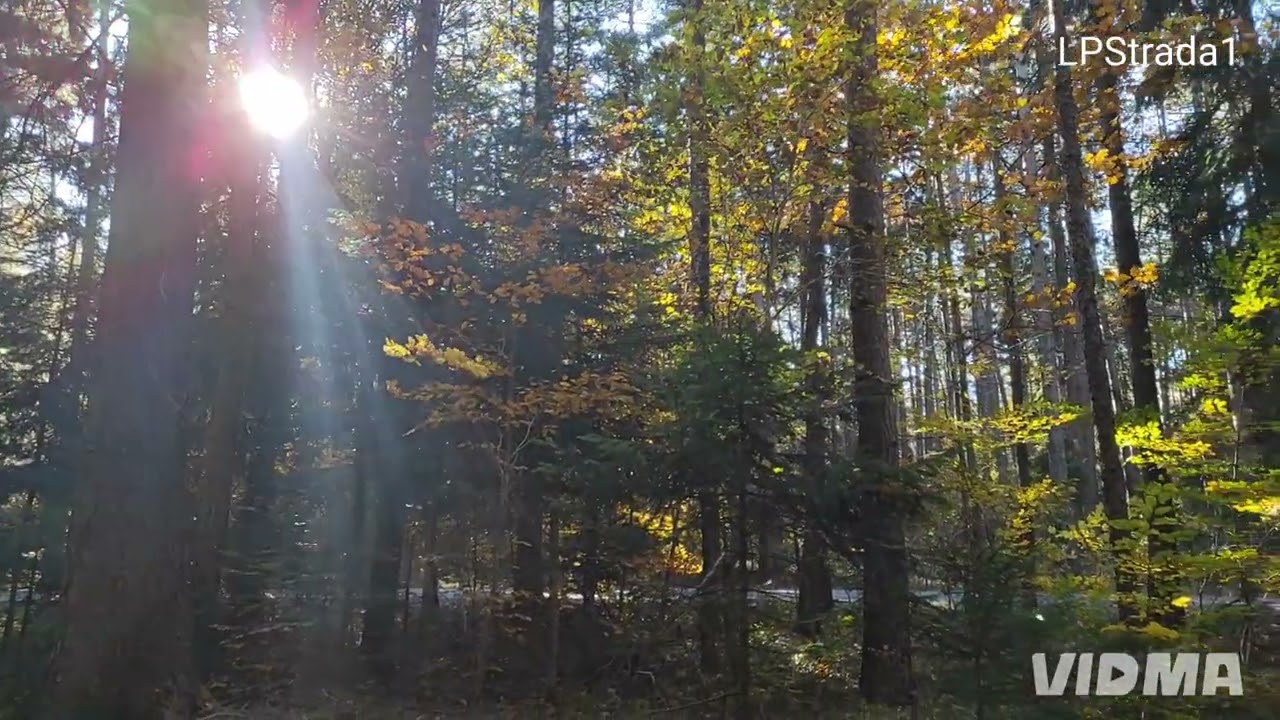 AUTUMN FOREST   Music: J.S.Bach